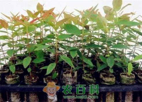 桉树苗价格一般多少钱一棵?最常见栽培5个品种介绍!