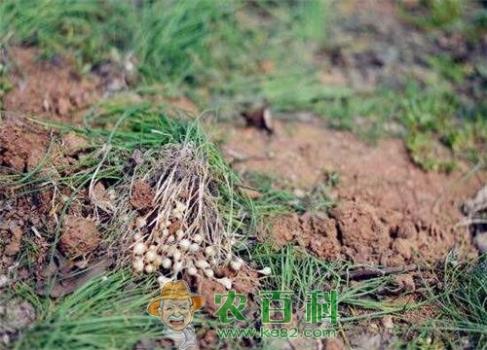 野蒜最佳种植时间和方法介绍！