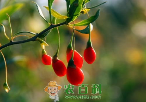 枸杞高产种植五大要点介绍！