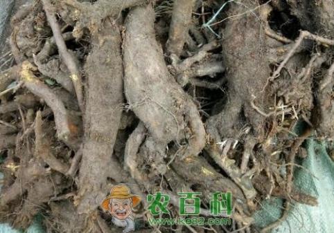 未来黄芩种植效益前景怎么样？附采收时间和炮制方法