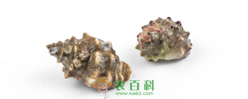 螺的种类
