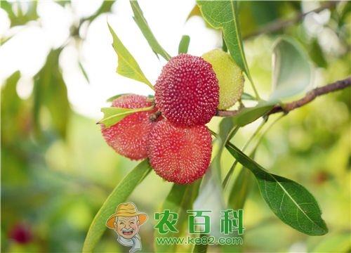 杨梅的种植条件有哪些?用种子怎么种好?