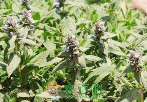 荆芥种植五大注意事项介绍！