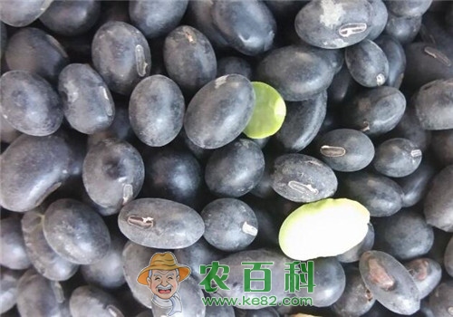 青仁黑豆与黑豆一样吗？现在收购价格在多少钱一斤？