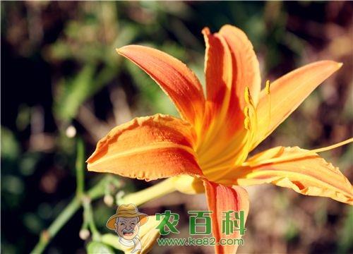 黄花菜什么时间种植最好？附种植方法介绍！