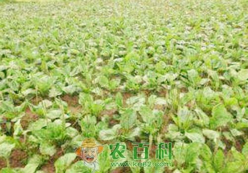 车前子种子价格多少钱一斤?怎么种植?