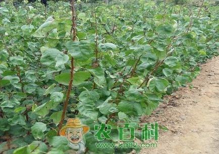 大棚杏树高效栽培管理技术详解