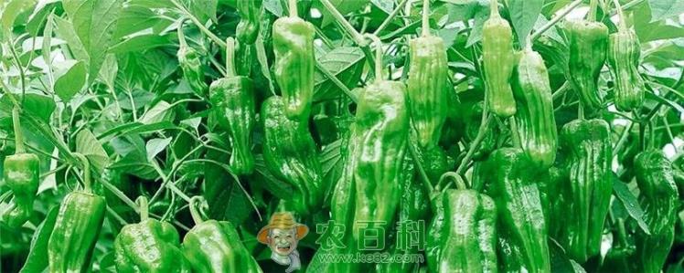 菜椒的种植方法和时间