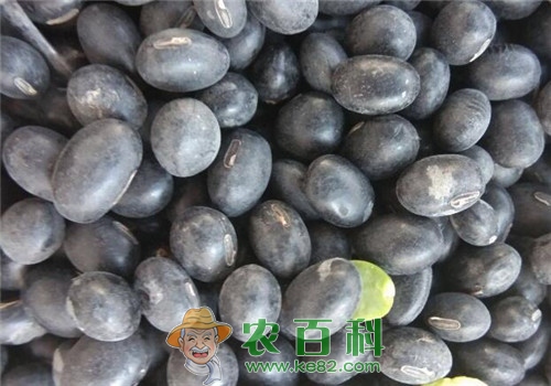 青仁黑豆与黑豆一样吗？现在收购价格在多少钱一斤？