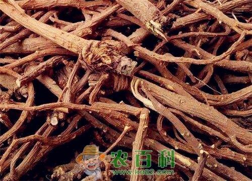 2019柴胡价格多少钱一斤?种植前景如何?