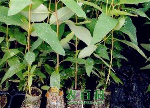 桉树苗价格一般多少钱一棵?最常见栽培5个品种介绍!