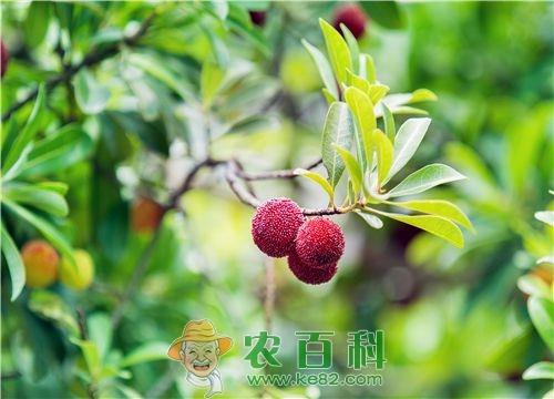杨梅的种植条件有哪些?用种子怎么种好?