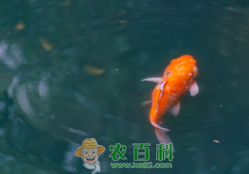 鲤鱼养殖四大注意事项介绍！