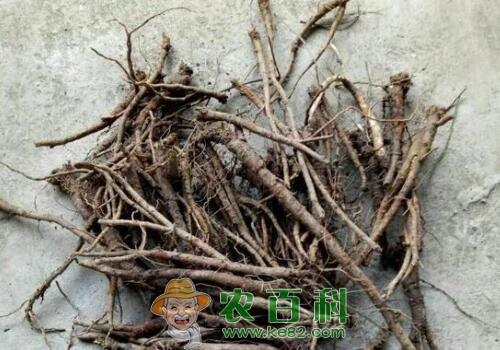 未来黄芩种植效益前景怎么样？附采收时间和炮制方法