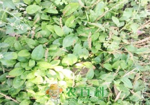 车前子种子价格多少钱一斤?怎么种植?