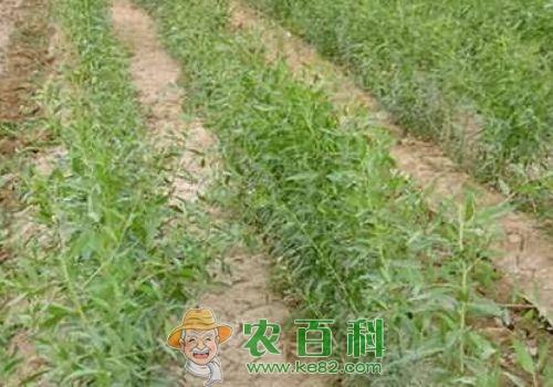 枸杞高产种植五大要点介绍！