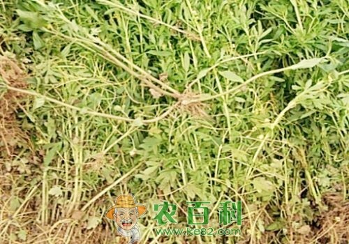 荆芥种植五大注意事项介绍！