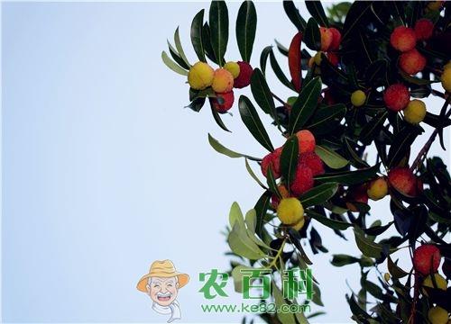 杨梅的种植条件有哪些?用种子怎么种好?