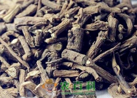 2019柴胡价格多少钱一斤?种植前景如何?