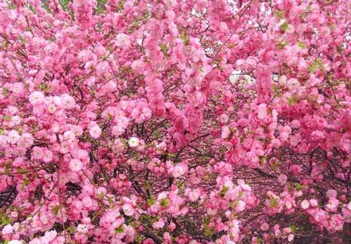 榆叶梅（小桃红）的养殖方法