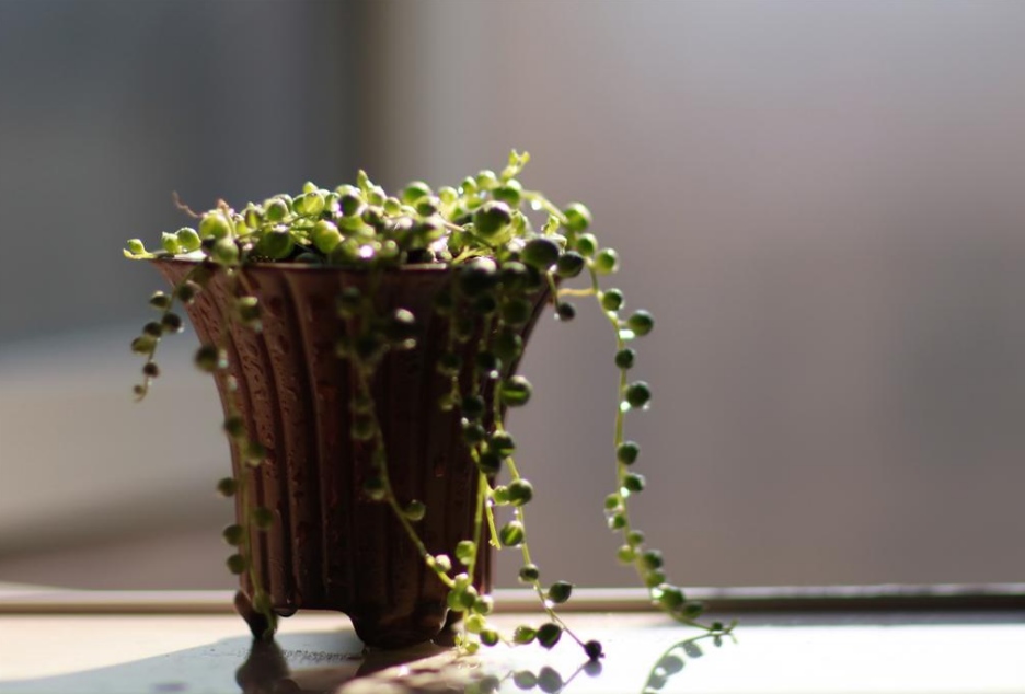 这4种吊兰你养了吗，四季常青还能开花！