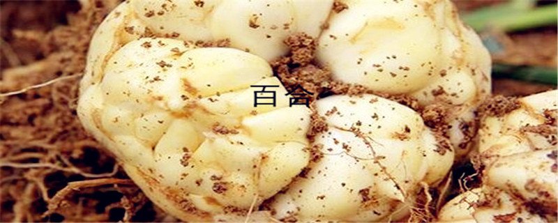 百合和百合花的区别