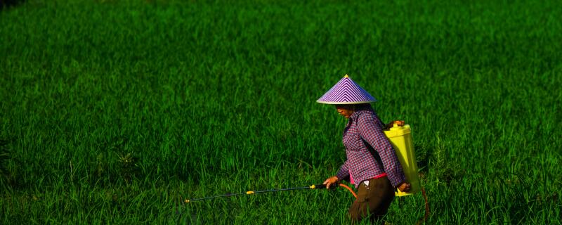在打除草剂