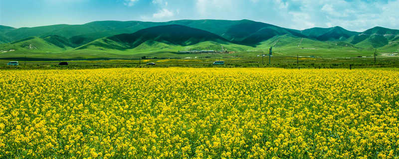 烯草酮除草剂使用方法