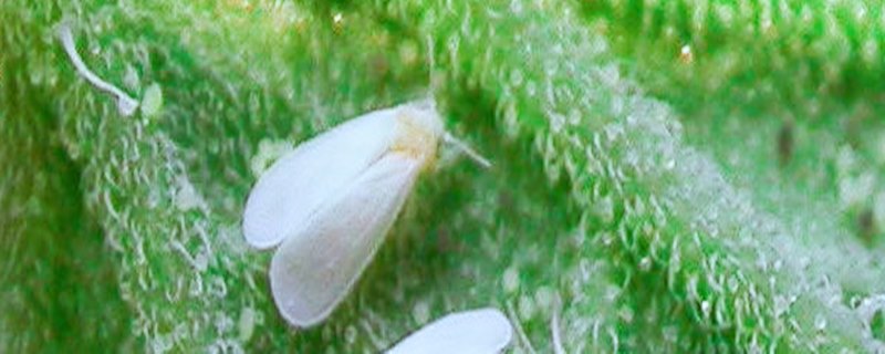 蔬菜上的白飞虱如何治