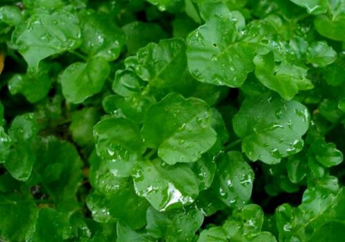 西洋菜种植方法