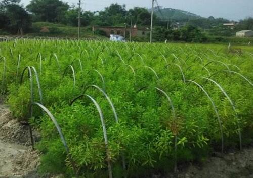 “黄金之树”檀香(浴香)的种植方法
