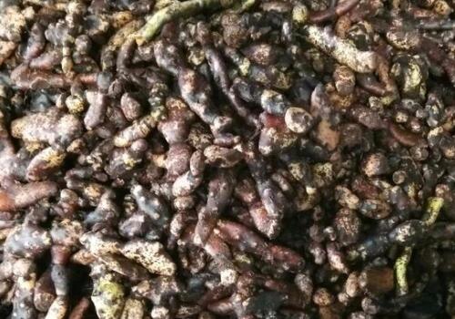 可药用的骨碎补价格是多少钱一斤?