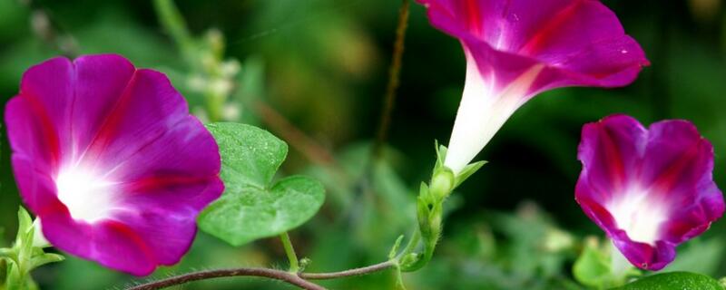 牵牛花几月开花