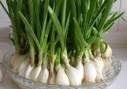 蒜苗