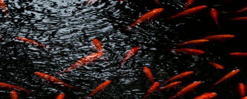 养锦鲤水混浊怎么办