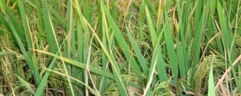 稻飞虱用什么农药