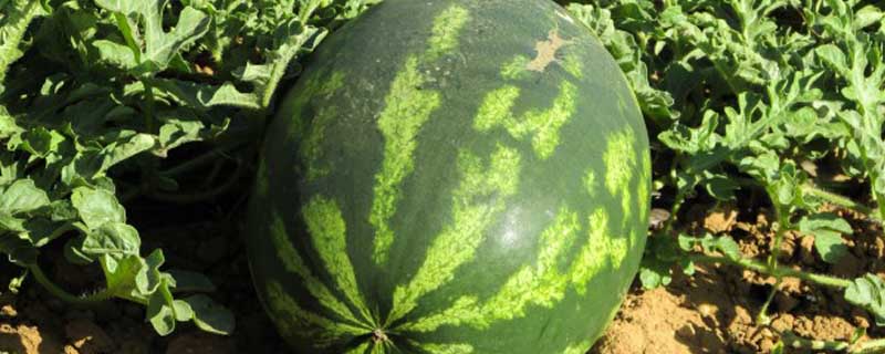 大荔西瓜什么时候成熟