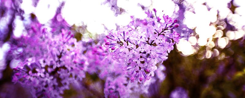 紫丁香几月开花