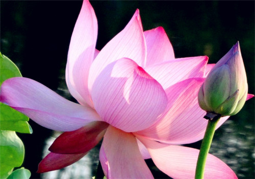 荷花的象征意义是什么