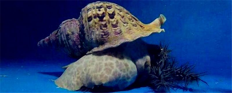 海蜗牛怎么养