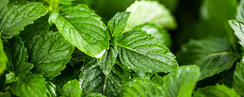 薄荷