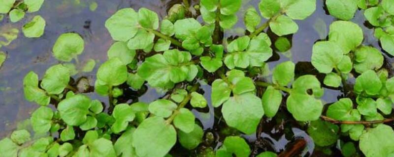 西洋菜播种时间