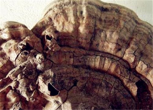 具有抗癌功效的“桦菌芝”价格多少钱一斤?