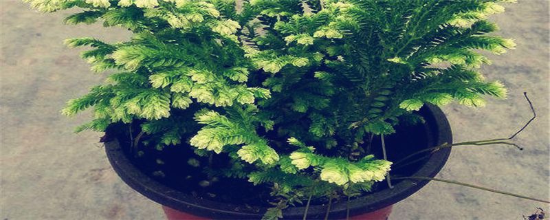 银边卷柏的养殖方法