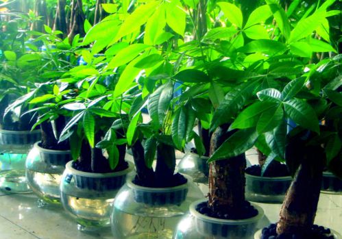 发财树叶子发黄