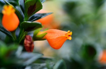 这4种吊兰你养了吗，四季常青还能开花！