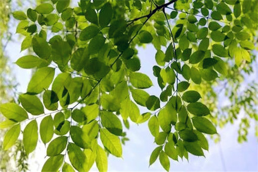 槐树生虫了怎么办