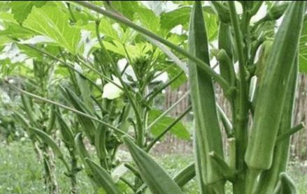 秋葵种植技术要点
