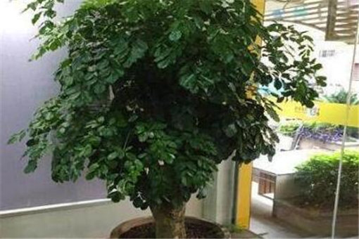 富贵树生虫怎么办？