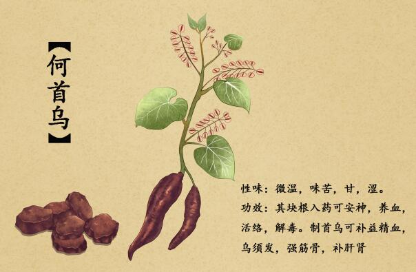 何首乌的传说是什么？